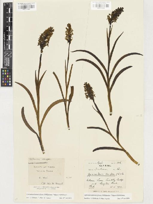Gymnadenia borealis (Druce) R.M.Bateman, Pridgeon & M.W.Chase - BM001116865