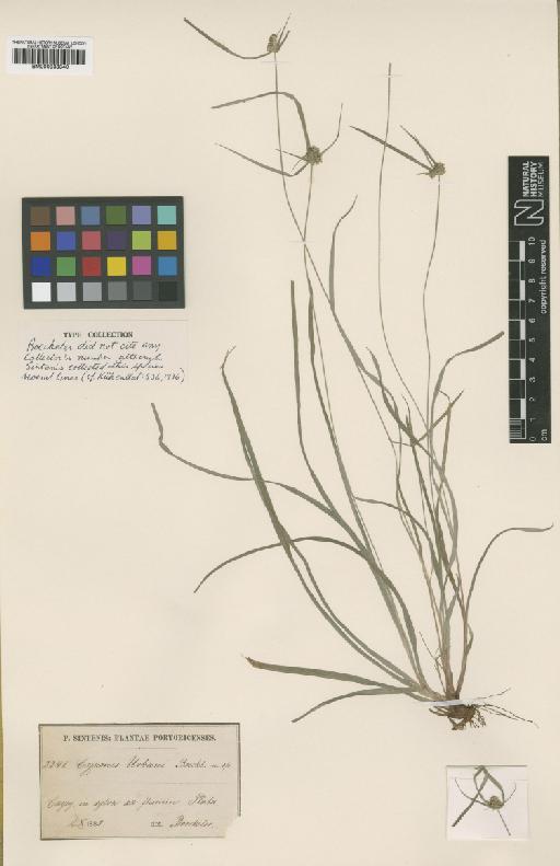 Mariscus urbanii (Boeckeler) C.B.Clarke - BM000938340