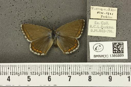 Lysandra bellargus (Rottemburg, 1775) - BMNHE_1386889_171998