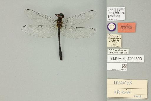 Idionyx stevensi Fraser, 1924 - 013384056_dorsal