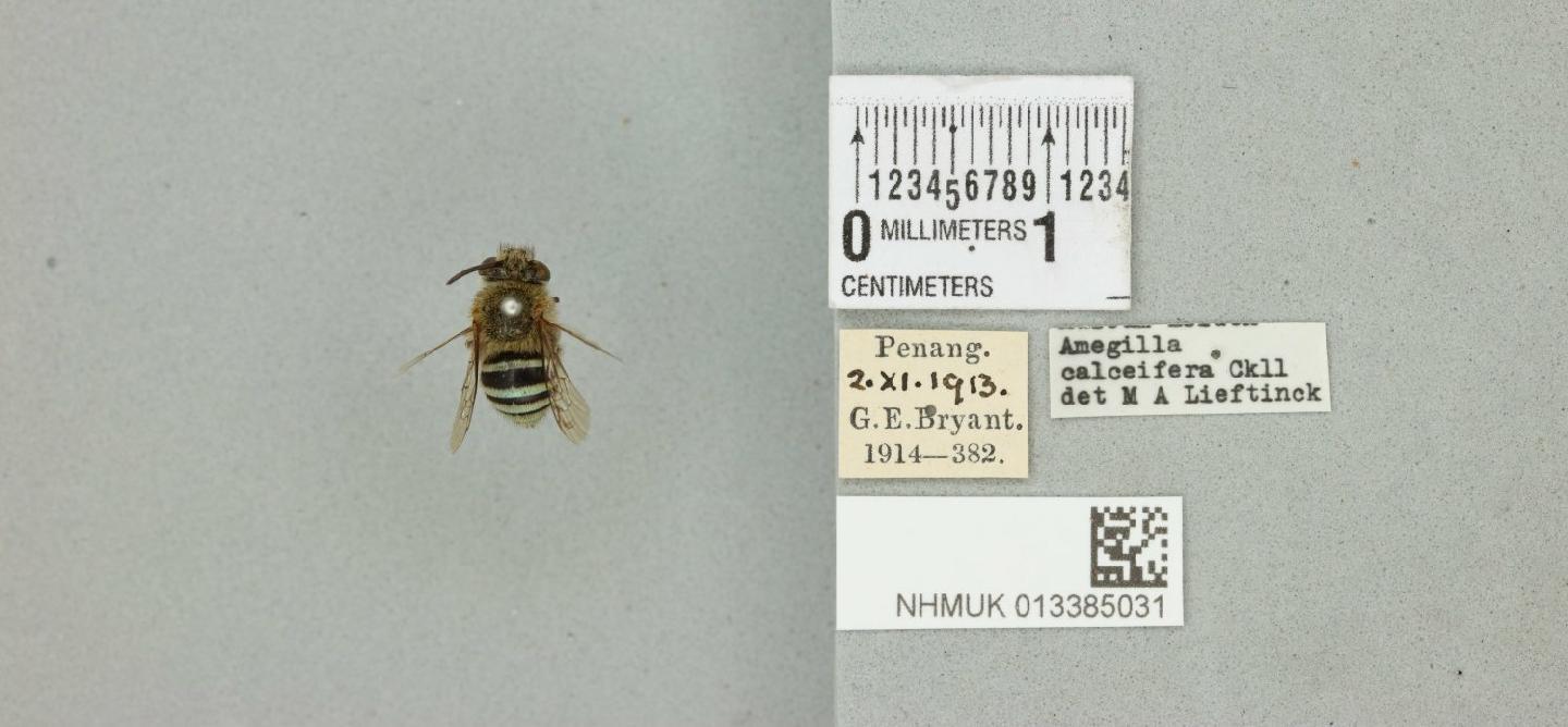 Amegilla calceifera thumbnail