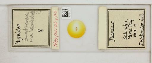 Myrsidea anathorax Nitzsch, 1866 - 010661341_816404_1430517