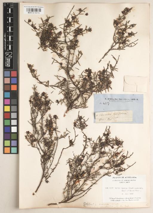 Hibbertia acerosa (DC.) Benth. - BM013719115