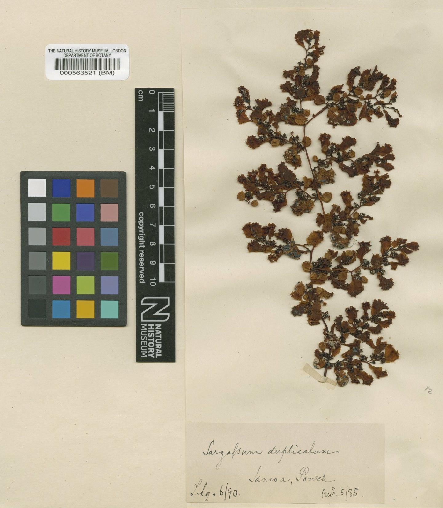 To NHMUK collection (Sargassum cristaefolium C.Agardh; Type; NHMUK:ecatalogue:4723469)