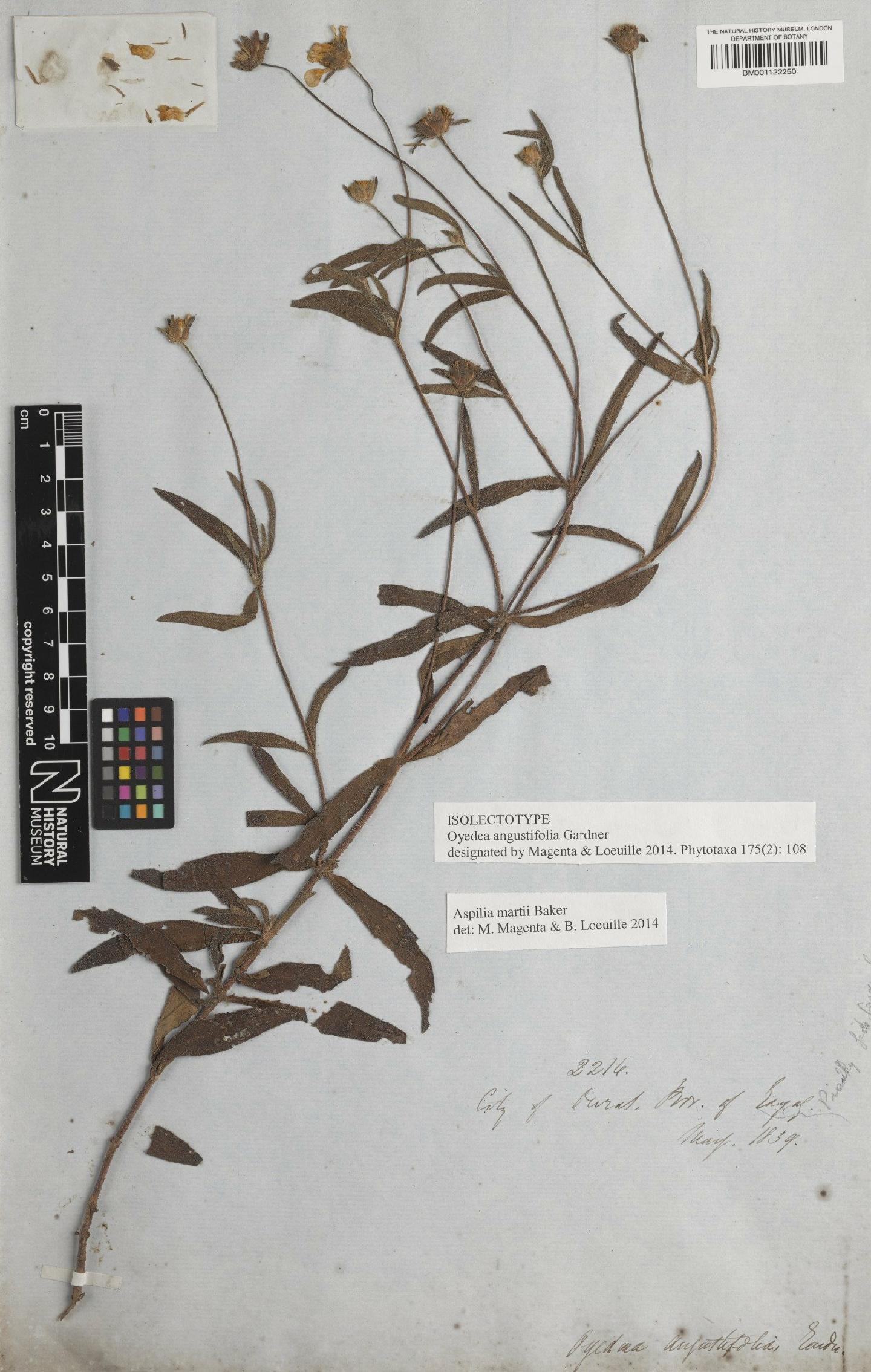 To NHMUK collection (Aspilia martii Baker; Isolectotype; NHMUK:ecatalogue:2941368)