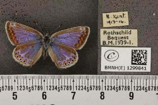 Polyommatus icarus icarus (Rottemburg, 1775) - BMNHE_1299841_134906