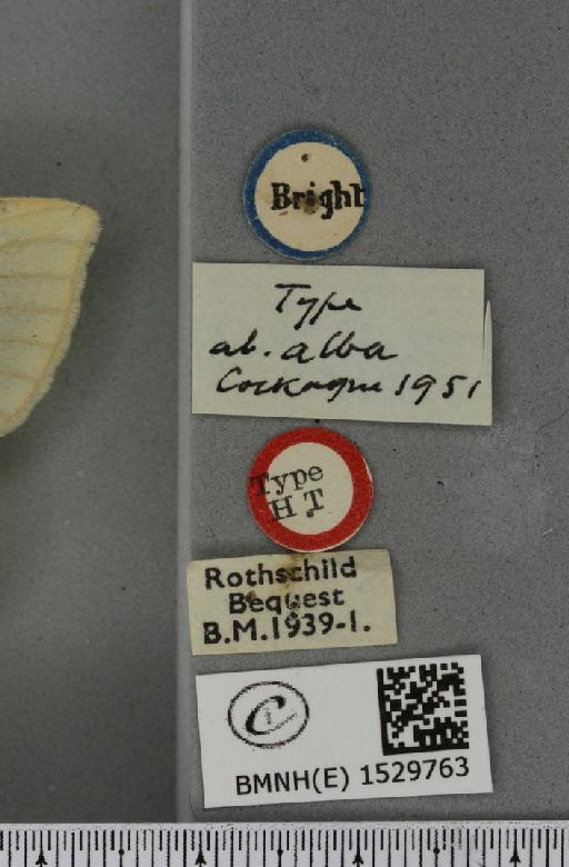 Euthrix potatoria ab. alba Cockayne, 1951 - BMNHE_1529763_label_197211