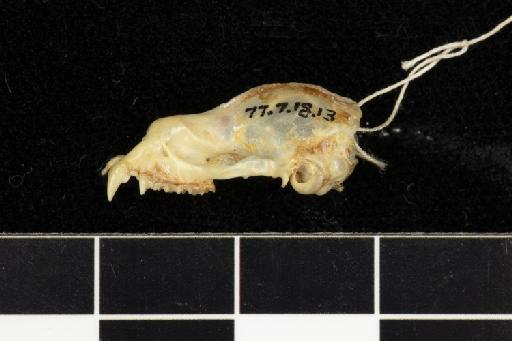 Hipposideros calcaratus - 1877_7_18_13-Phyllorhina_calcarata-Type-Skull-lateral