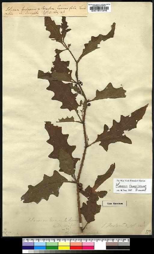 Solanum tampicense Dunal - Spruce - BM000514917