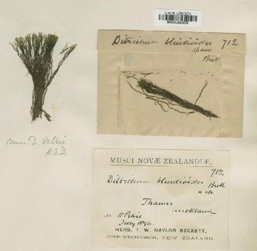 Wilsoniella blindioides (Broth.) Sainsbury - BM000964926