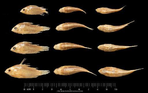 Corydoras elegans Steindachner, 1876 - BMNH 1889.11.14.55-58, PARALECTOTYPES, Corydoras elegans