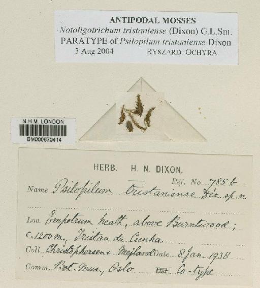 Psilopilum tristaniense Dixon in Christoph. - BM000670414