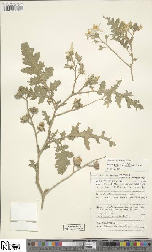 Solanum sisymbriifolium Lam. - BM000087569