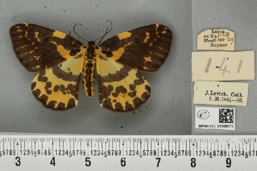 Abraxas grossulariata (Linnaeus, 1758) - BMNHE_1858875_416609