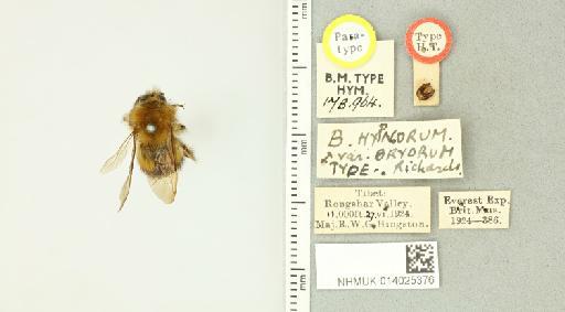 Bombus (Pyrobombus) hypnorum bryorum Richards, O.W., 1930 - 014025376_835030_1625016-