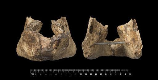 Mylodon darwinii Owen, 1840 - M16563_5 Mylodon darwinii Punta Alta Mandible