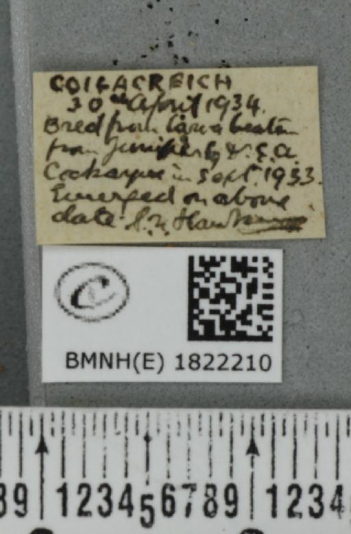 Eupithecia intricata intricata (Zetterstedt, 1839) - BMNHE_1822210_label_388943