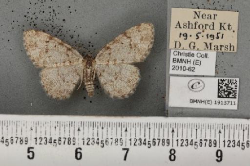 Aethalura punctulata (Denis & Schiffermüller, 1775) - BMNHE_1913711_485604