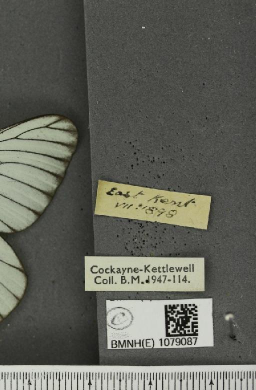 Aporia crataegi (Linnaeus, 1758) - BMNHE_1079087_label_70157