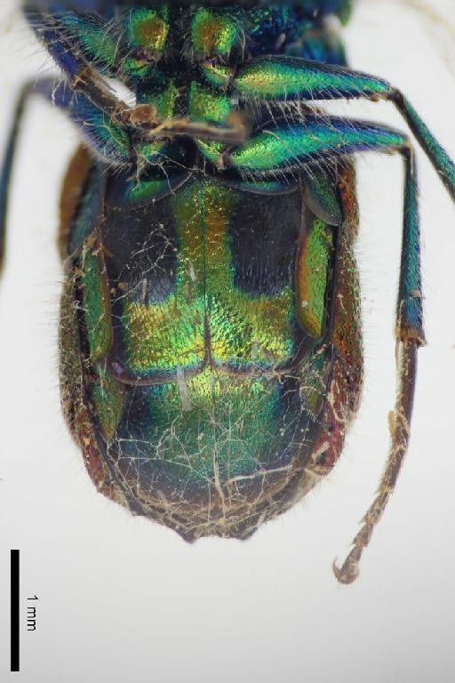 Chrysis cupreiventris Bingham, C.T., 1898 - Chrysis_cupreiventris-BMNH(E)#970889_type-ventral-2_5X