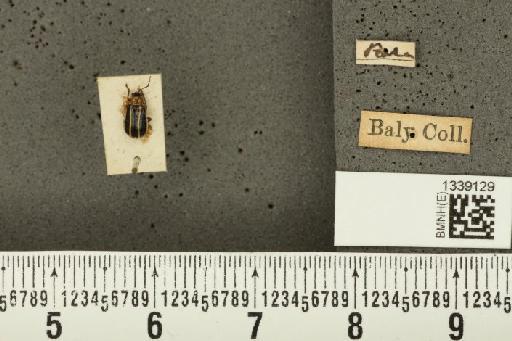 Acalymma bivittulum amazonum Bechyné, 1958 - BMNHE_1339129_20486
