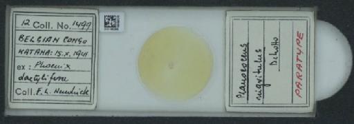 Planococcus nigritulus De Lotto, 1961 - 010169295_117340_1101327