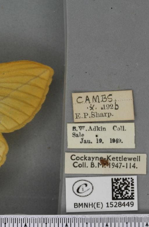 Euthrix potatoria ab. inversa Caradja, 1895 - BMNHE_1528449_label_196942