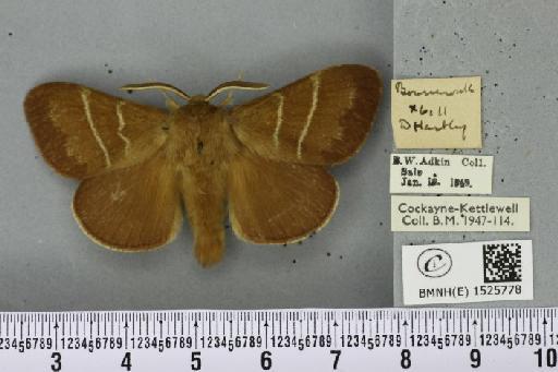 Macrothylacia rubi ab. ferruginea-dissimilis Tutt, 1902 - BMNHE_1525778_196449