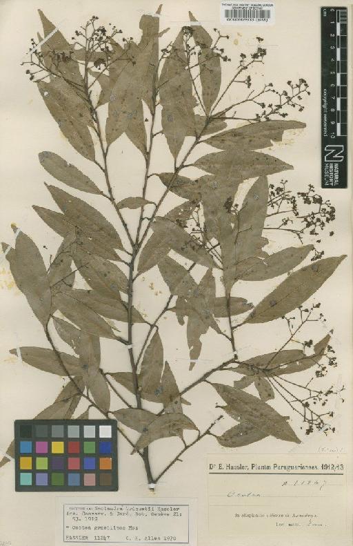 Nectandra megapotamica (Spreng.) Mez - BM000092803