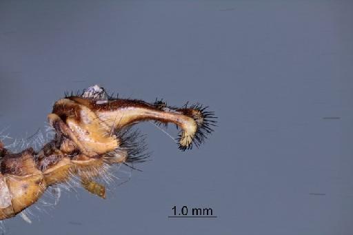 Deleproctophylla bleuseli McLachlan - Deleproctophylla_bleusi-BMNHE_1253378-Holotype-lateral_terminalia-2x