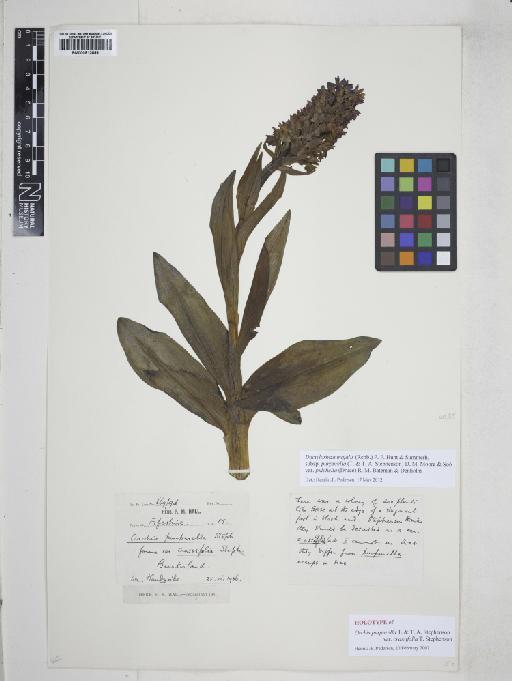 Dactylorhiza purpurella subsp. purpurella (T.Stephenson & T.A.Stephenson) Soó - 000913894