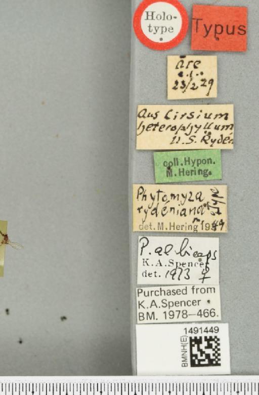 Phytomyza rydeniana Hering, 1949 - BMNHE_1491449_label_53084