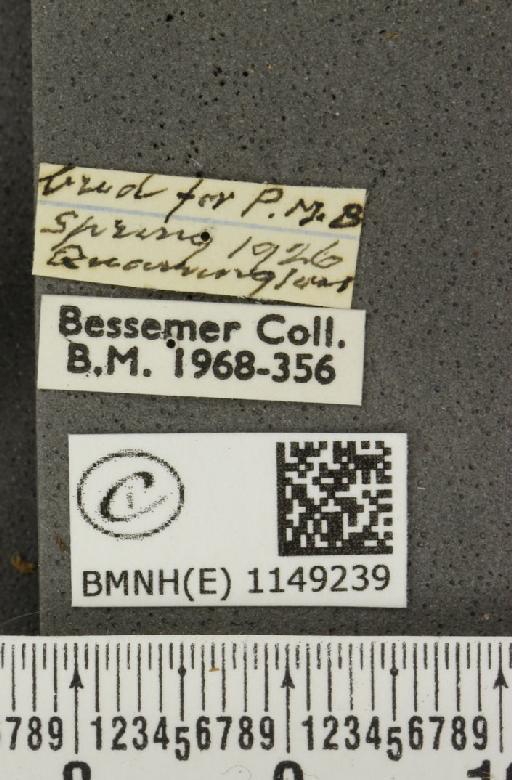 Celastrina argiolus britanna (Verity, 1919) - BMNHE_1149239_label_111605