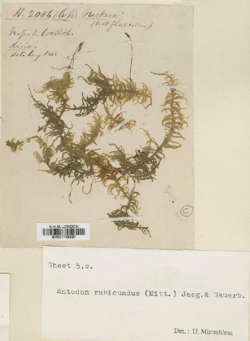 Entodon flavescens (Hook.) A.Jaeger - BM001108624