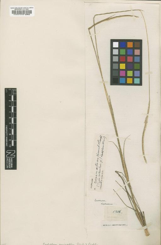 Paspalum carinatum Humb. & Bonpl. ex Flüggé - BM000578787