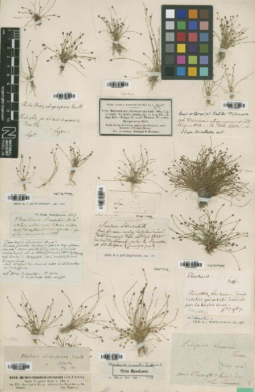 Eleocharis atropurpurea (Retz.) J.Presl & C.Presl - BM001082082