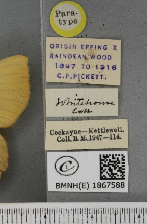 Angerona prunaria ab. pallidaria Prout, 1903 - BMNHE_1867588_label_439841