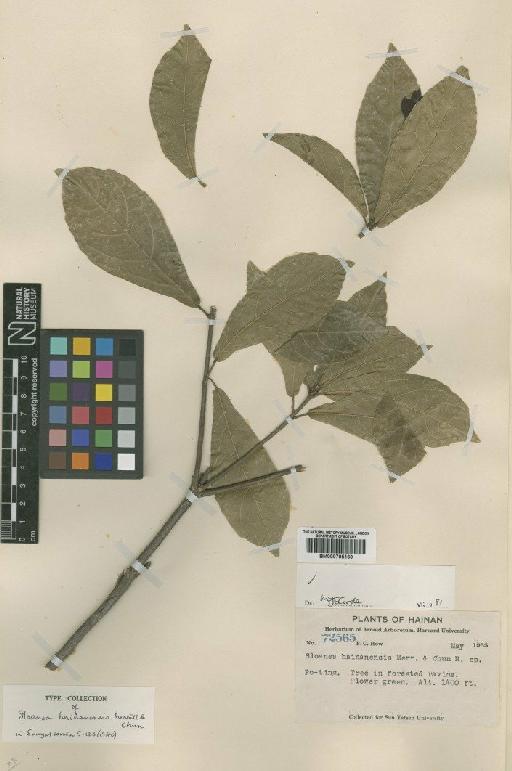 Sloanea hainanensis Merr. & Chun - BM000795160