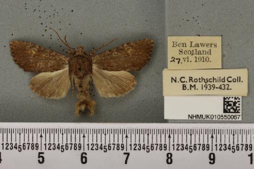 Apamea crenata ab. intermedia Tutt, 1889 - NHMUK_010550067_608714