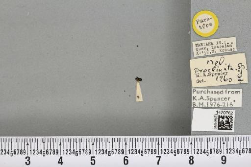 Melanagromyza proclinata Spencer, 1963 - BMNHE_1470762_46278