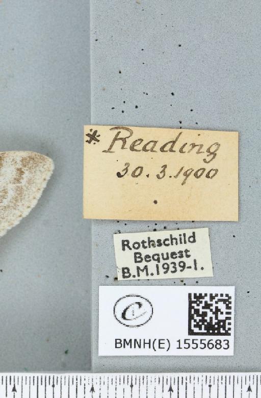 Calliteara pudibunda (Linnaeus, 1758) - BMNHE_1555683_label_254870