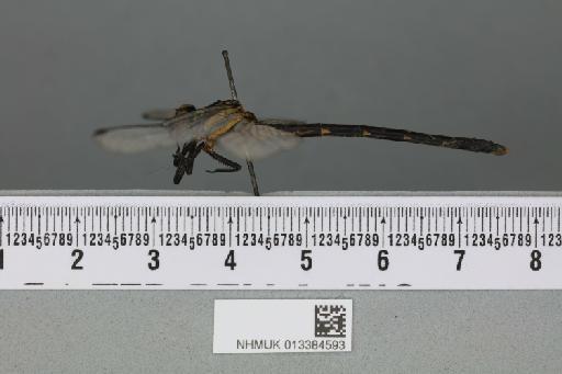 Heliogomphus selysi Fraser, 1925 - 013384593_lateral