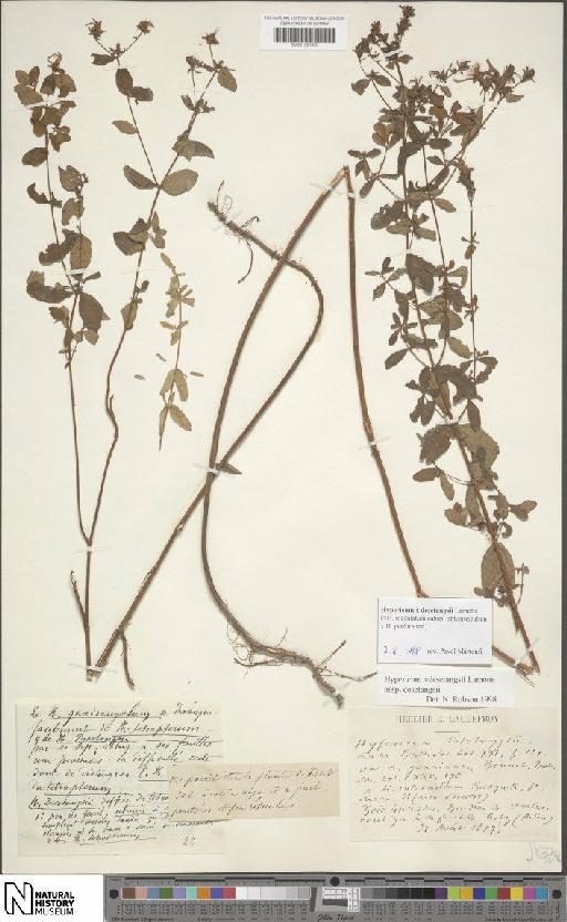 Hypericum × desetangsii nothosubsp. balcanicum N.Robson - BM001201428