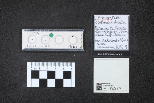 Spathobatis delsatei infraphylum Gnathostomata Underwood & Ward, 2004 - 010034384_L010040785