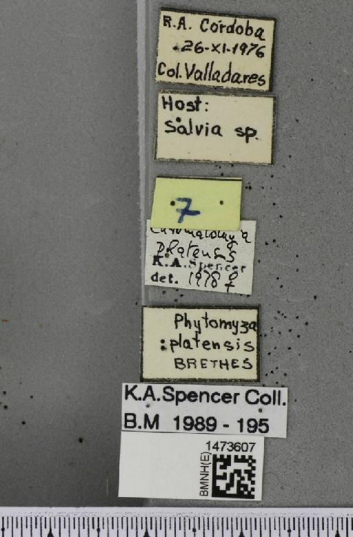 Chromatomyia platensis (Brèthes, 1923) - BMNHE_1473607_label_48853