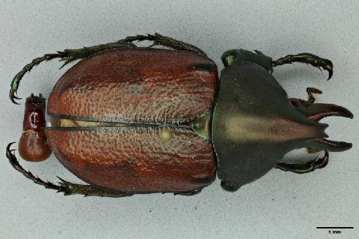 Agaocephala mannerheimi Laporte, 1832 - 011521337_Dorsal