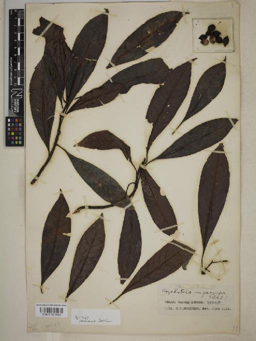 Psychotria megacarpa Ridl. - BM013825660