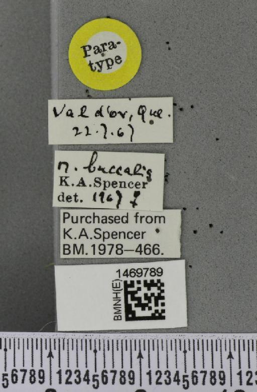 Melanagromyza buccalis Spencer, 1969 - BMNHE_1469789_label_44951