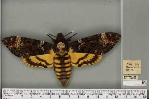 Acherontia atropos ab. intermedia Tutt, 1904 - NHMUK_010475809_527291