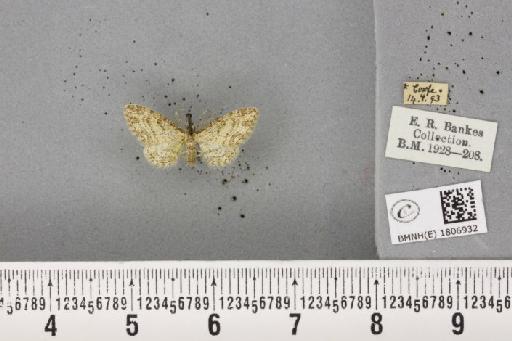 Eupithecia inturbata (Hübner, 1817) - BMNHE_1806932_379986